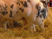Alexia Chuck se fait draguer au salon de l'agriculture